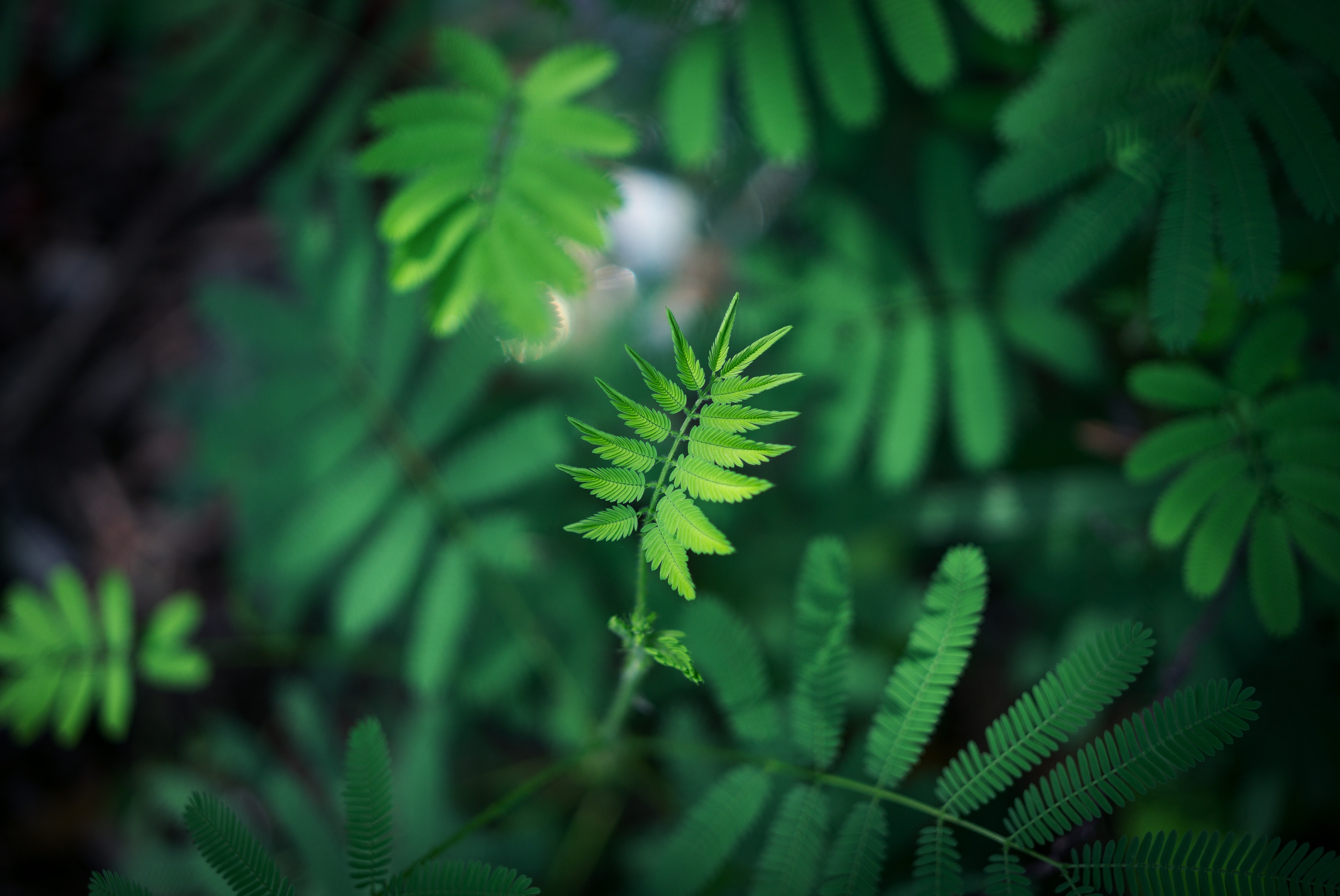 green leaves